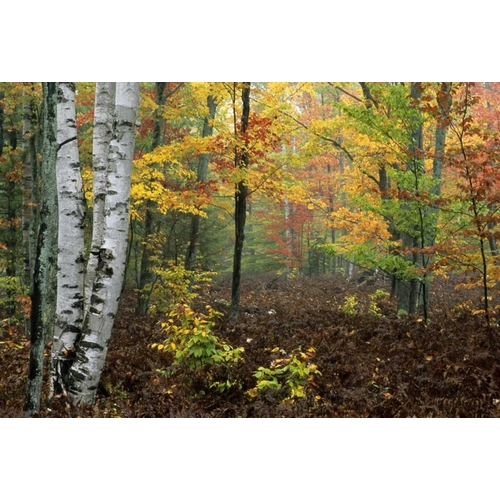 Michigan Forest in light fog and autumn colors